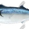 King Mackerel