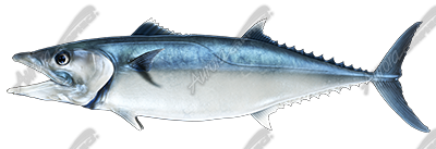 King Mackerel