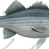 Striped Bass