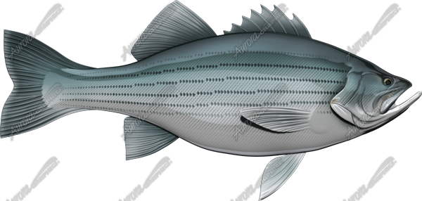 Striped Bass