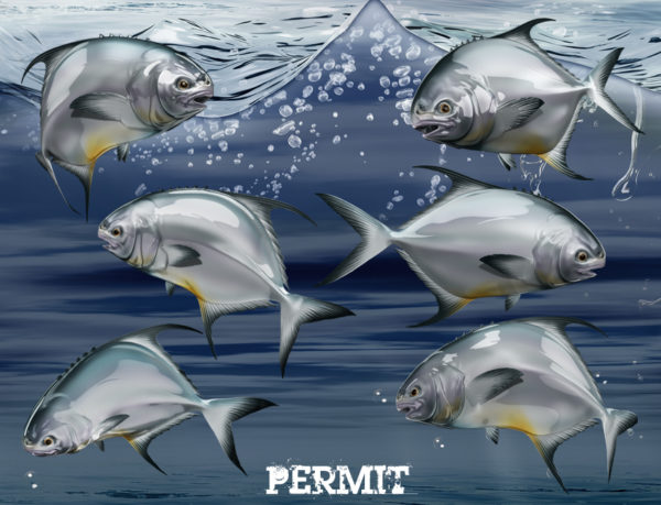 Permit