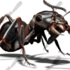 Black Ant 4 Vehicle Wrap Design — Large Scale Artwork for Wide Format Printing | Categories: Commercial, Industry, Nature