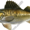 Walleye