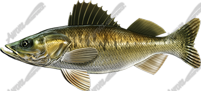Walleye