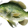 Crappie