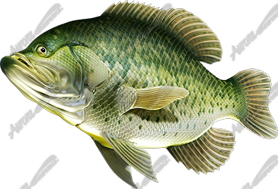 Crappie