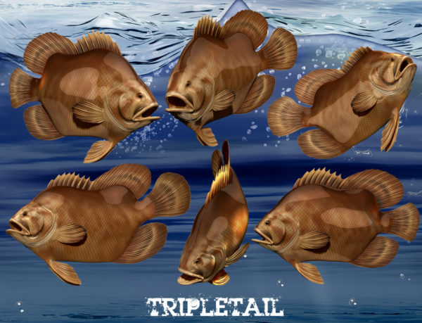 Tripletail