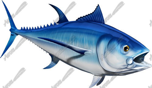 Bluefin Tuna