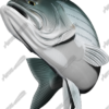Striped Bass