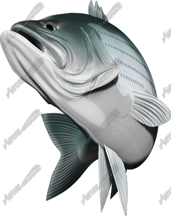 Striped Bass