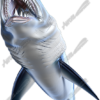 Mako Shark