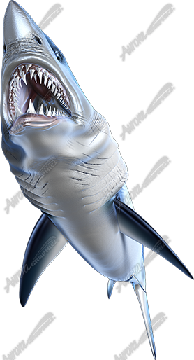 Mako Shark