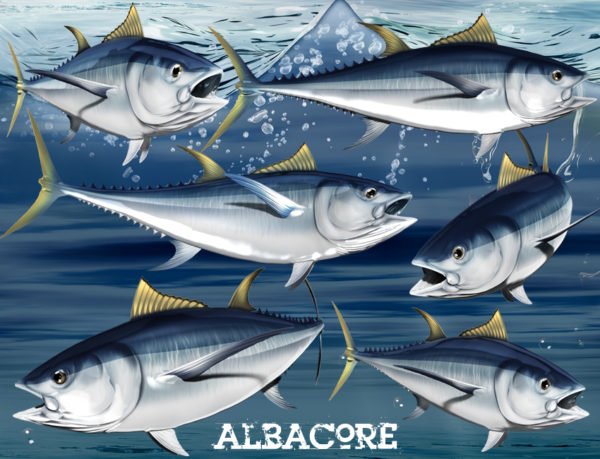 Albacore Fish