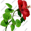 Hibiscus Red 2 Vehicle Wrap Design — Large Scale Artwork for Wide Format Printing | Categories: Commercial, Nature