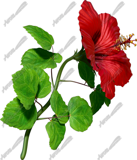 Hibiscus Red 2 Vehicle Wrap Design — Large Scale Artwork for Wide Format Printing | Categories: Commercial, Nature