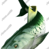 Kahawai