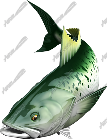 Kahawai