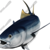 Albacore
