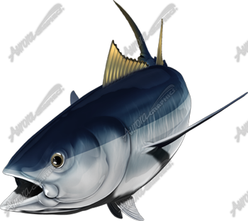 Albacore