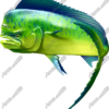 Mahi Mahi