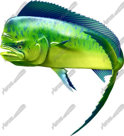 Mahi Mahi