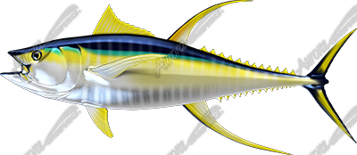 Yellowfin Tuna