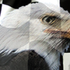 Racing Checked Flag Eagle Vehicle Wrap Design — Large Scale Artwork for Wide Format Printing | Categories: Race Inspired, Flags