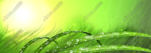 Water Droplets on Grass Vehicle Wrap Design — Large Scale Artwork for Wide Format Printing | Categories: PIK6 Everyday, Commercial, Nature
