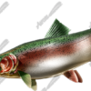 Trout