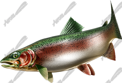 Trout