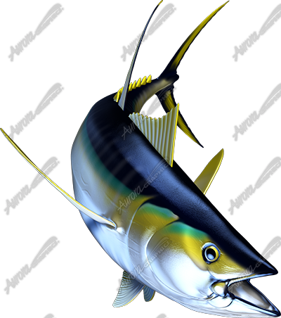Yellowfin Tuna
