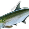 Tarpon