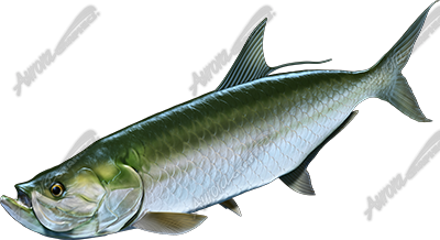 Tarpon