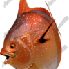 Opah