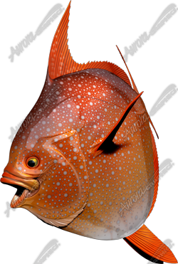 Opah