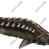 Sturgeon