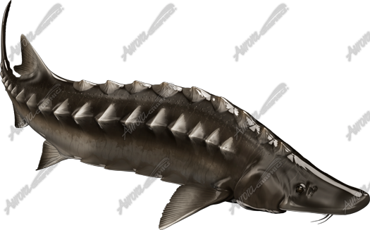Sturgeon