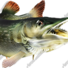 Pike