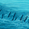 Pool Water Rip Vehicle Wrap Design — Large Scale Artwork for Wide Format Printing | Categories: Nature
