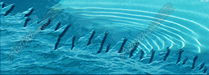 Pool Water Rip Vehicle Wrap Design — Large Scale Artwork for Wide Format Printing | Categories: Nature