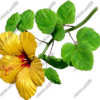 Hibiscus Yellow & Red 8 Vehicle Wrap Design — Large Scale Artwork for Wide Format Printing | Categories: Commercial, Nature