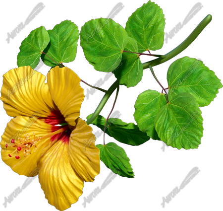 Hibiscus Yellow & Red 8 Vehicle Wrap Design — Large Scale Artwork for Wide Format Printing | Categories: Commercial, Nature