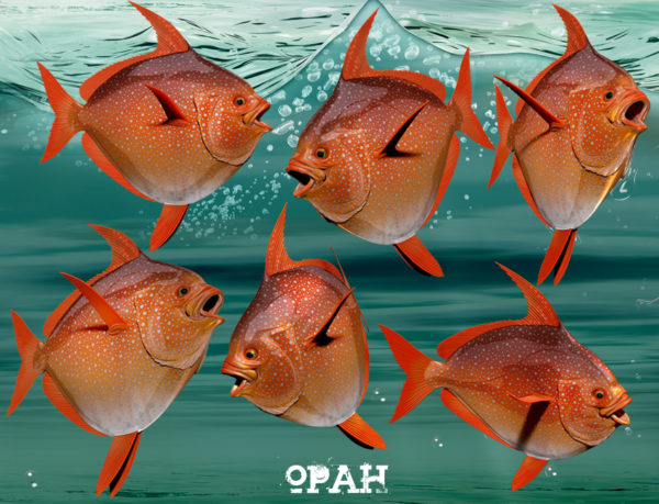Opah Fish
