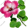 Hibsicus Pink Vehicle Wrap Design — Large Scale Artwork for Wide Format Printing | Categories: Commercial, Nature