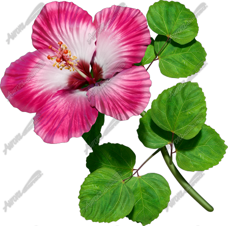 Hibsicus Pink Vehicle Wrap Design — Large Scale Artwork for Wide Format Printing | Categories: Commercial, Nature