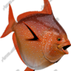 Opah