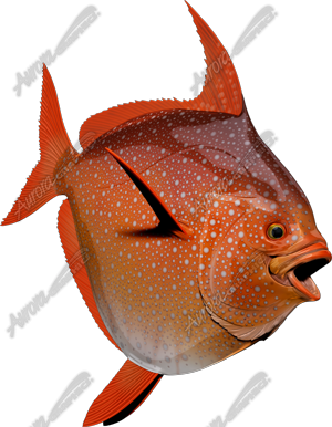Opah