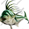 Roosterfish