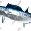 Wahoo