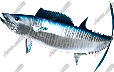 Wahoo